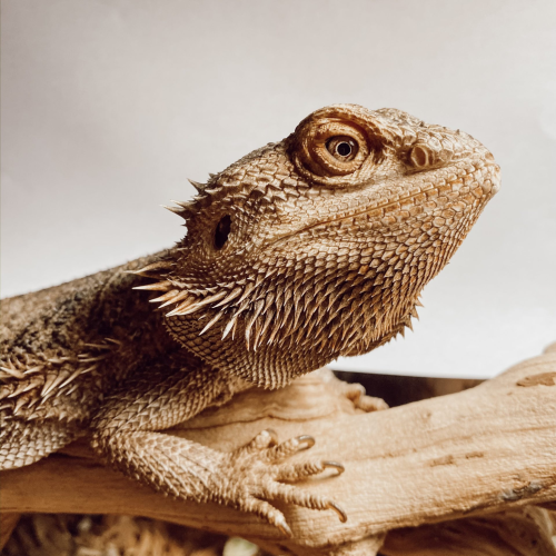 reptile