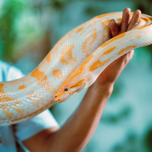 snake 12